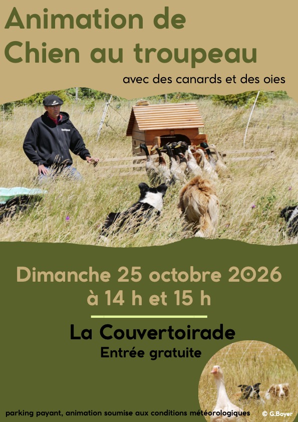 Animation de chien au troupeau